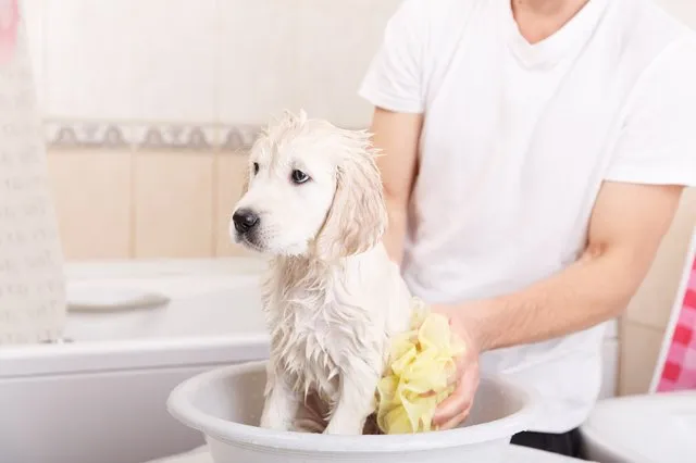 34664 dog bathing steps